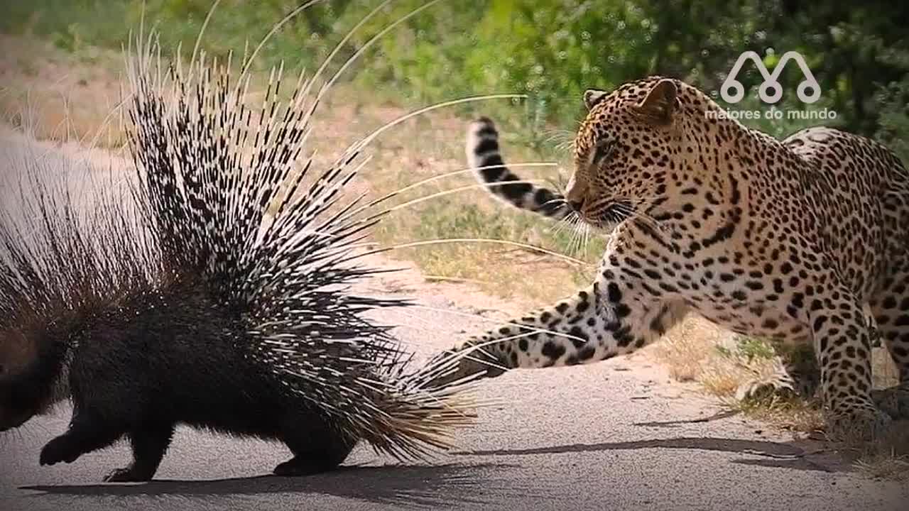 when the porcupine defends itself