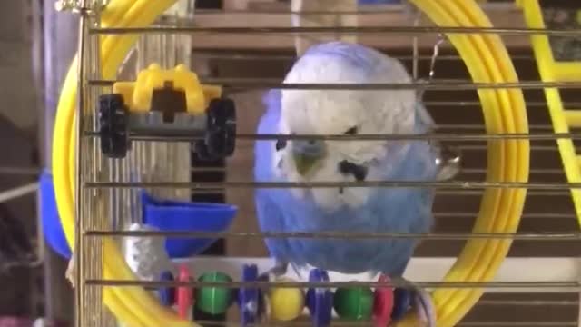 positive gosh parrot