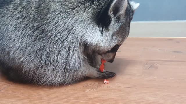 Raccoon peels their own sausages and eat them clean.