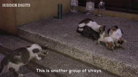 Simple idea for the strays