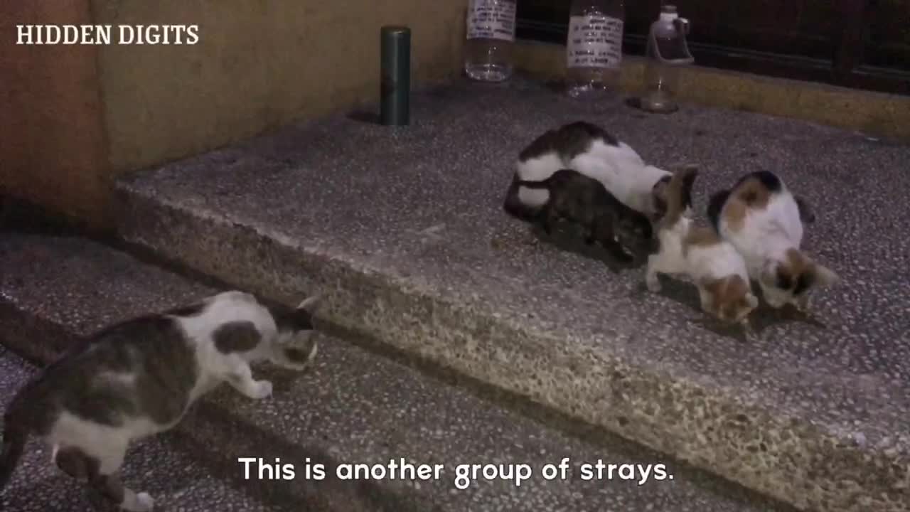Simple idea for the strays
