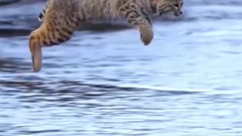 Tiger pub first jump | Viral Animals Video Clip |