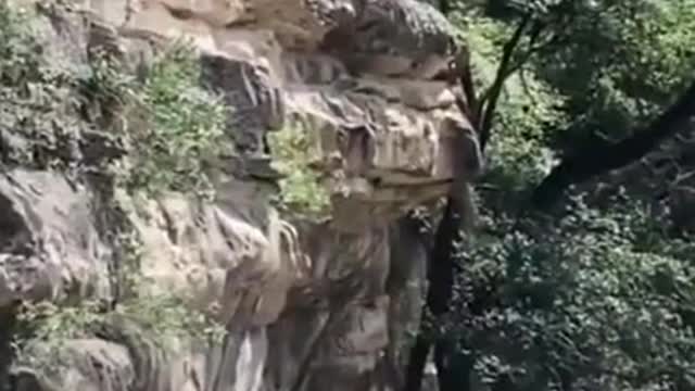 FUNNY ANIMALS VIDEOS