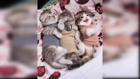 Adorable Kitty's