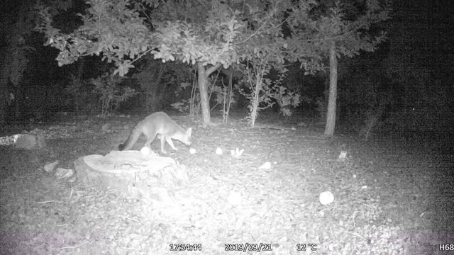 When a Fox Eats Apples in Your Backyard!