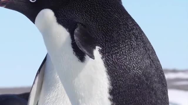 The 'classic' penguin, black above and white below.