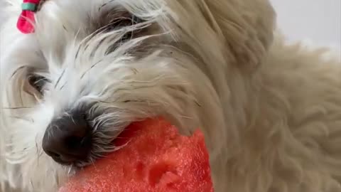 Doggie eats watermelon