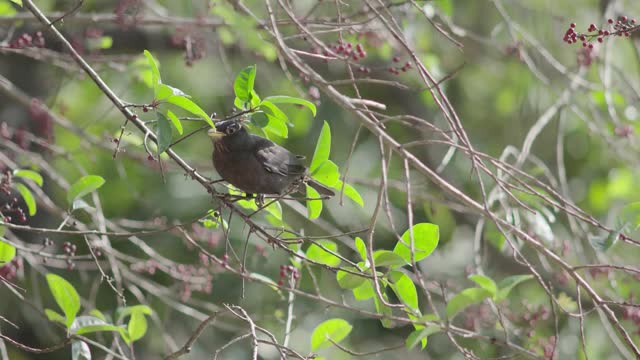 Sparrows in the tree