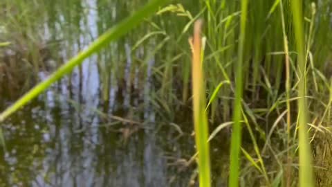 The grass is growing so high in the water