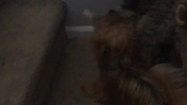 These Dogs Are Fighting For A Toy
