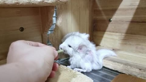 Chinchilla eating snacks.