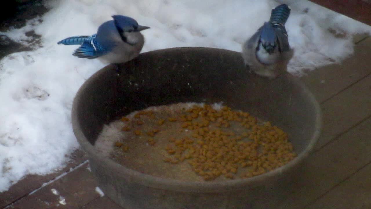 Real life Angry Birds fight over cat food