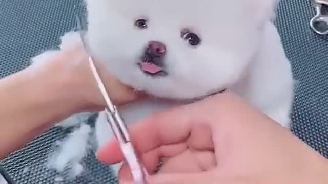 Little white puppy is cutting his hairs by the owner