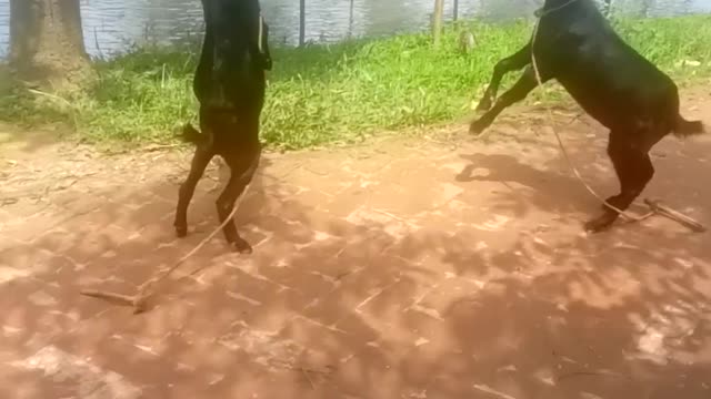 The Goat Fight Together each Other Funny type..