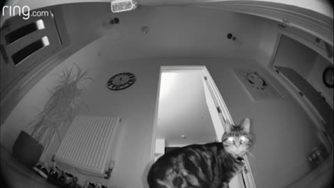 Cat Gets Startled in the Middle of the Night by Her Own Owners