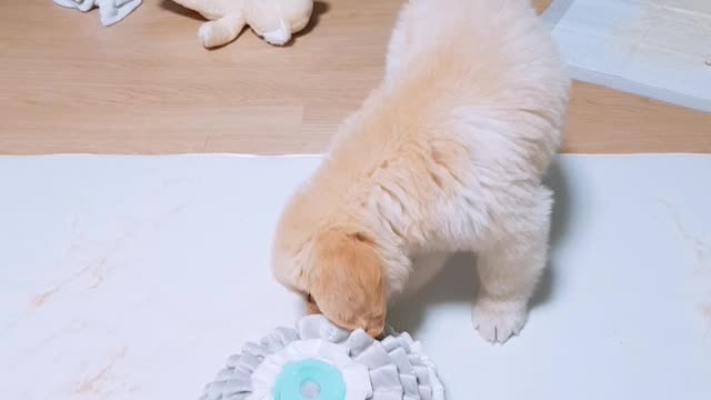 Baby Golden Retriever is nose walking.