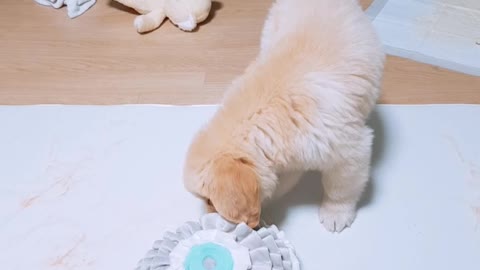 Baby Golden Retriever is nose walking.