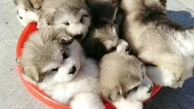 Holding the claw of the child, shoveling shit till old age.