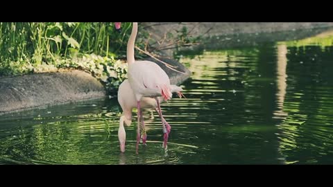 Amazing Awesome video// Animal and Nature videos.