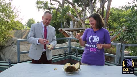 Denver Zoo Eats Like An Orangutan