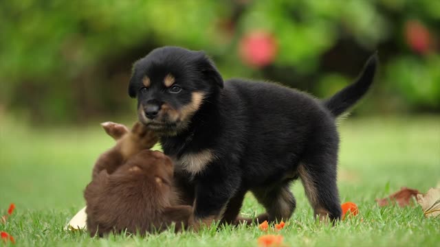 Dog training techniques /caring for your dog