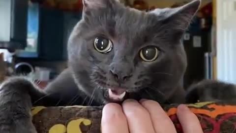 Fierce beast
