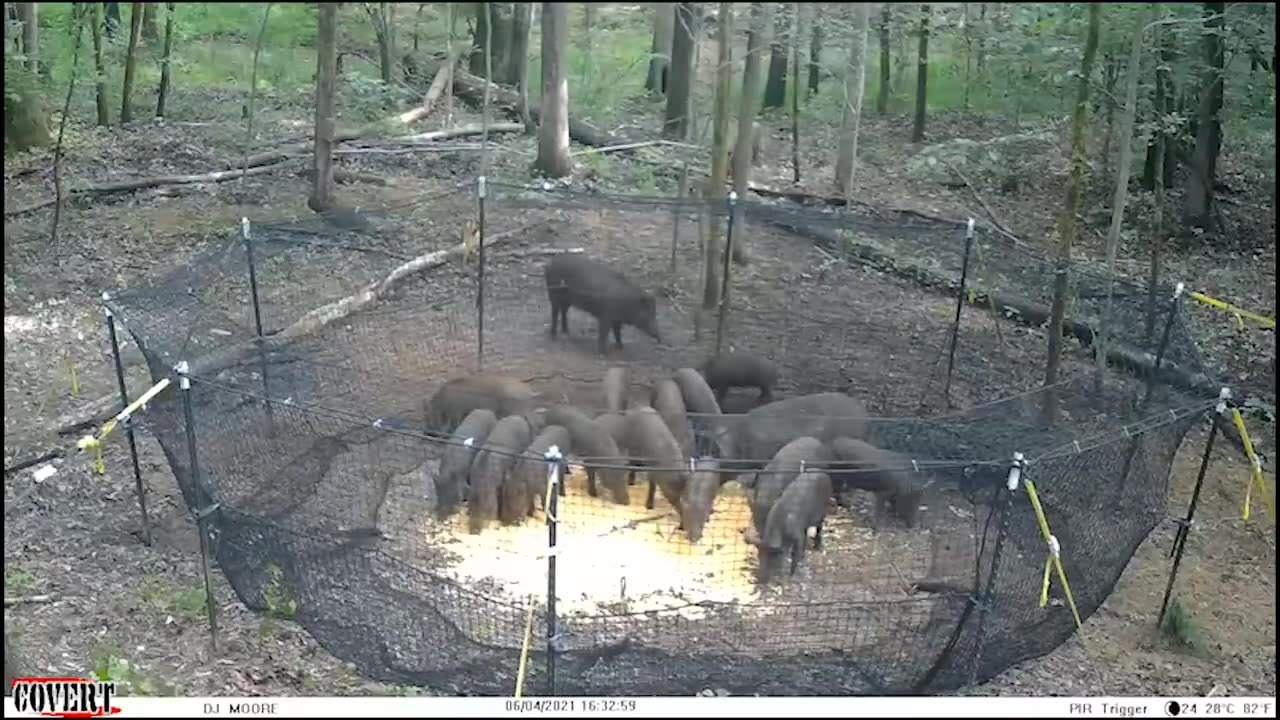 Wild hogs running to supper! Pre-bait pics, Trap catch video, and End result!