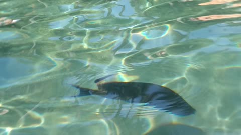 Underwater fish