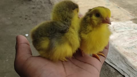 chicken cute sound