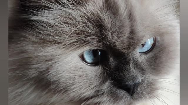 RagDoll Cat Compilations