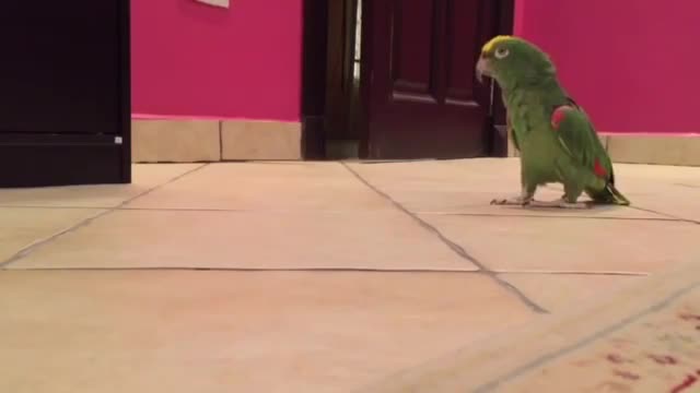 The parrot laughs