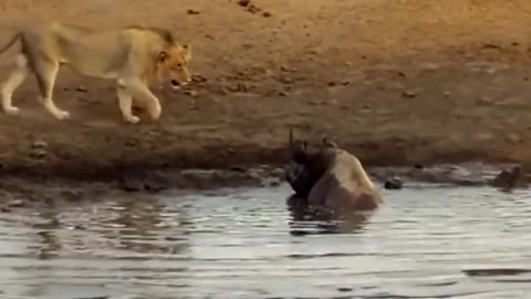 Amazing Animals Fight - Lions Vs Rhino real Fight in the wild....