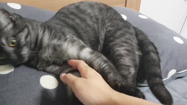 Cat Hash's seat fight... It's been taken away.