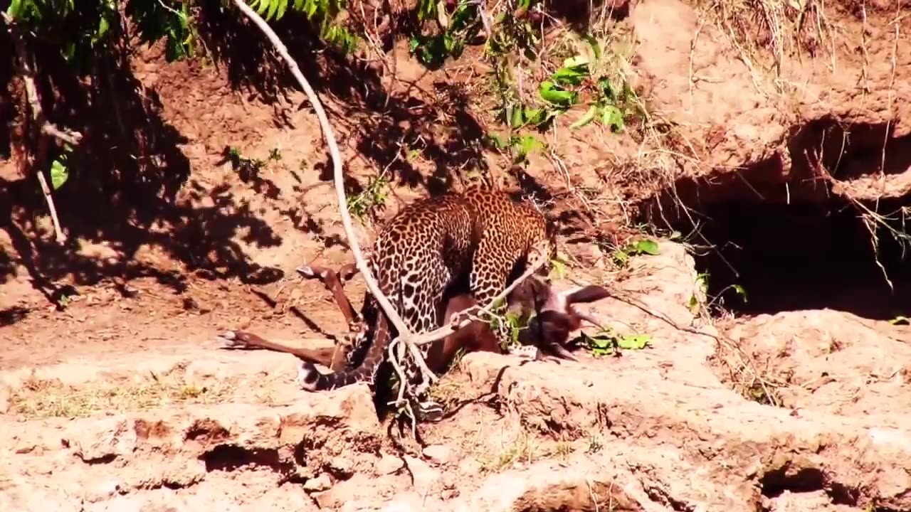 Leopard Ambush: Wildebeest Takedown!🐆👀😮