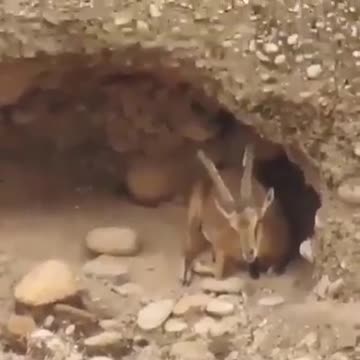Antelope seen through a strong binoculars in mountains