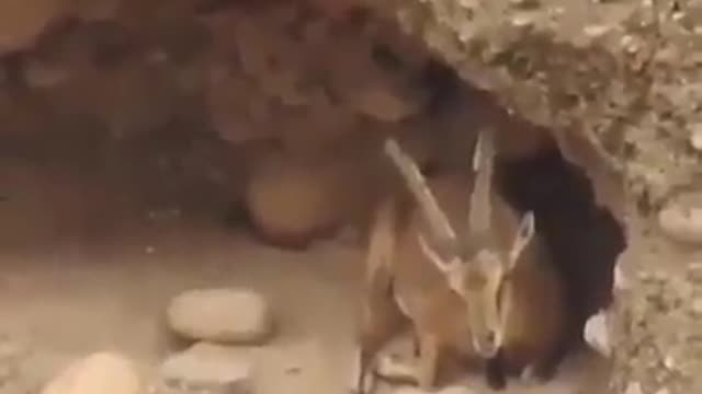 Antelope seen through a strong binoculars in mountains