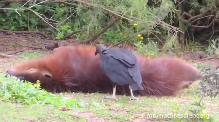 The vulture cleans the capybara from ticks and other parasites. And the capybara gets high!