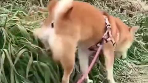 Funny animal video