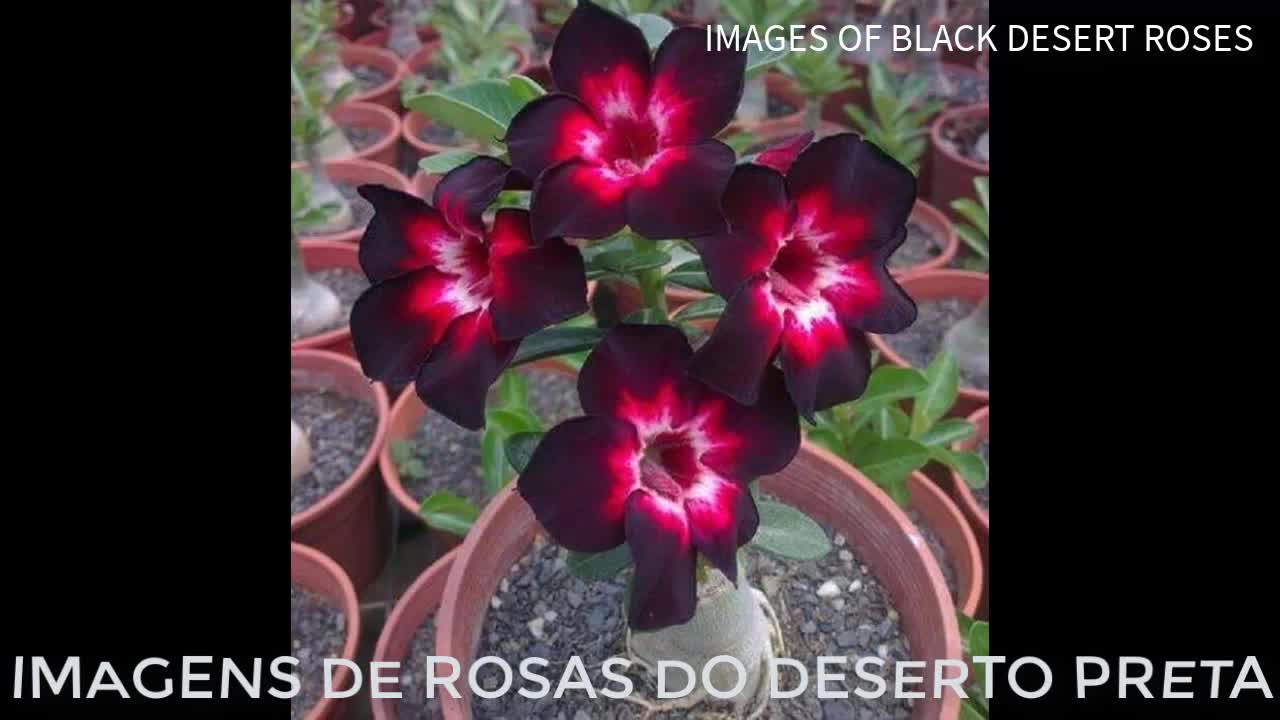 IMAGES OF BLACK DESERT ROSES - IMAGENS DE ROSA DO DESERTO PRETA