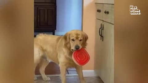 🤣 Funny Pets Stealing Food