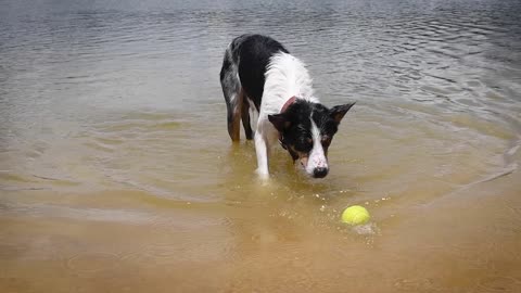 Dog playing water video 😱 compilation moment