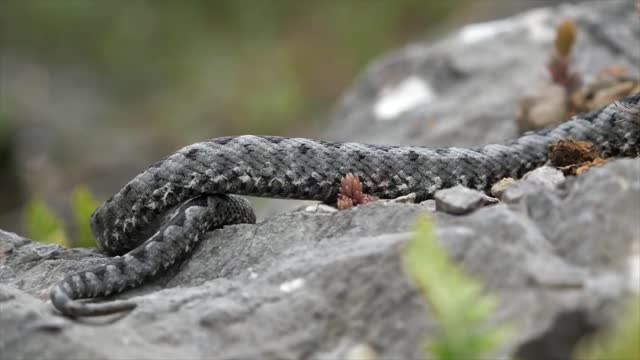 The Age of a snake can snake live more than 1000 years ?