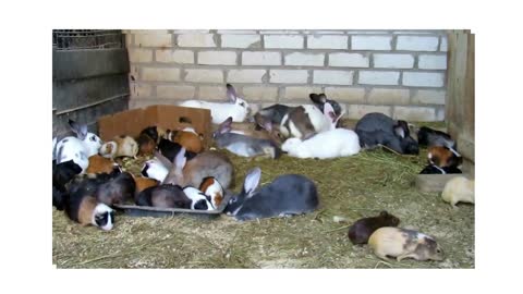 Rabbits and Guinea Pigs Live Happily Together