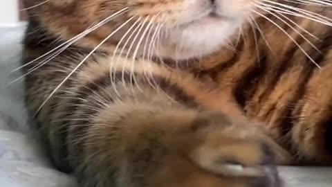 “I promise I’ll calm down. Birds understand body language