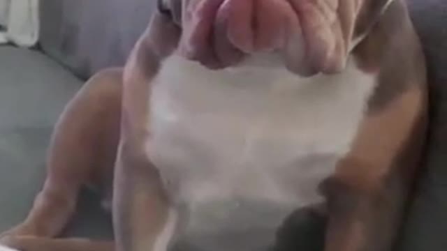Dogs dogs dogs