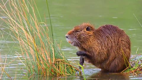 capybara refreshing itself in a beautiful river.