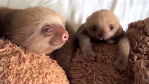 Baby Sloths Being Sloths - So Cute!!!