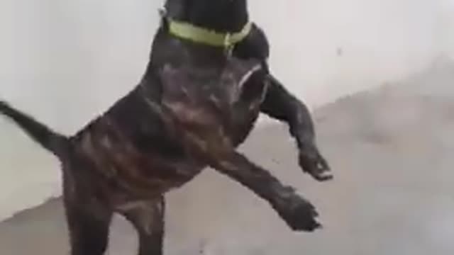 Dog training