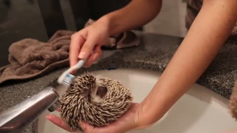 porcupine bath