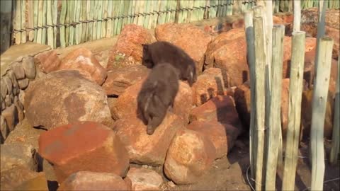 Baby Hyenas Screaming FUNNIEST EVER !!